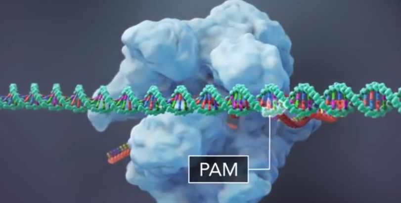 pam sequence