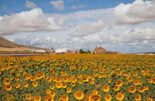 sunflowers in Spain