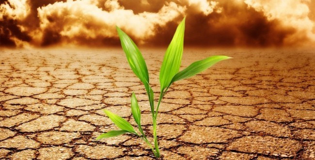 GMO-climate-change